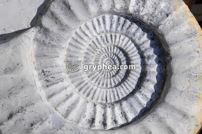 Empreinte ammonite (détail) - gryphea.com
